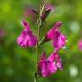 Tige de Salvia 'Trewithen' - Sauge arbustive rose