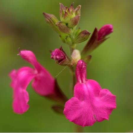 Fleur de Salvia 'Trewithen' - Sauge arbustive rose