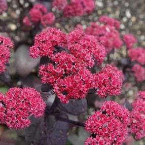 Sedum 'Rütteberg'