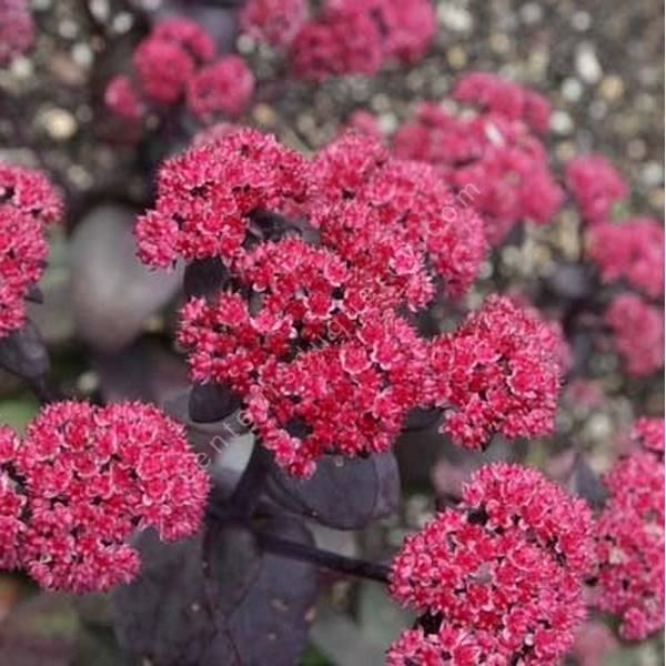 Sedum 'Rütteberg' Sedum 'Rütteberg'