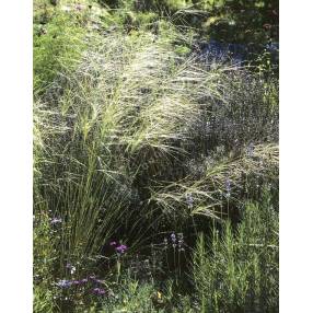 Avoine & Stipe : comment & où planter Helictotrichon & Stipa au