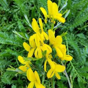 Genista scorpius - Genêt épineux