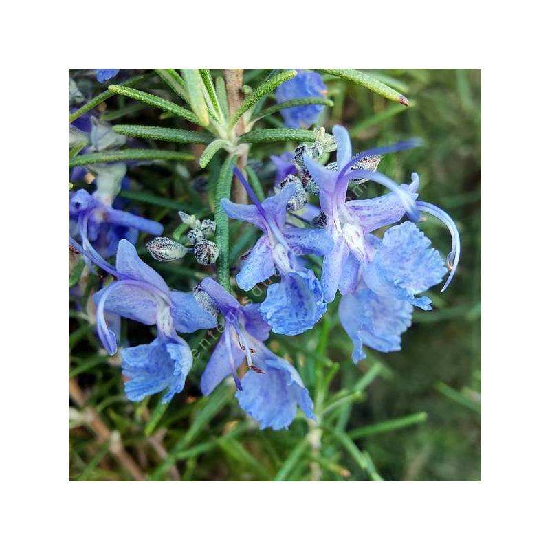 Rosmarinus officinalis 'Benenden Blue'