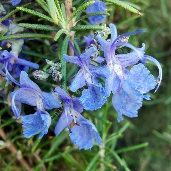 Rosmarinus officinalis 'Primley Blue' - Romarin bleu pour terrain sec