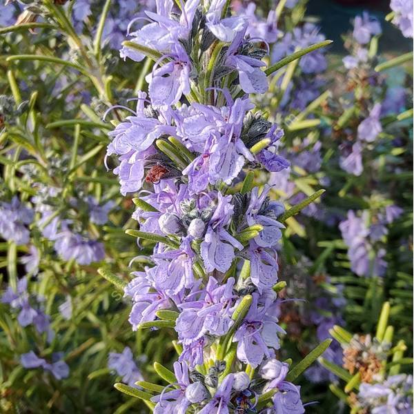 Rosmarinus officinalis 'Alderney' - Romarin