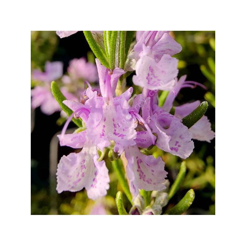 Rosmarinus officinalis 'Marjorca Pink' - Romarin rose