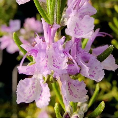 Rosmarinus officinalis 'Marjorca Pink' - Romarin rose