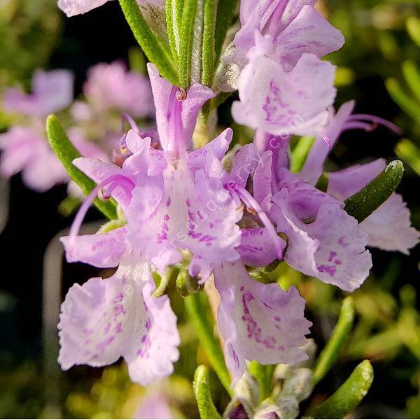 Rosmarinus officinalis 'Marjorca Pink' - Romarin rose