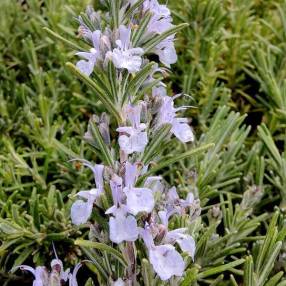 Rosmarinus officinalis 'Blue Winter' - Romarin boule bleu