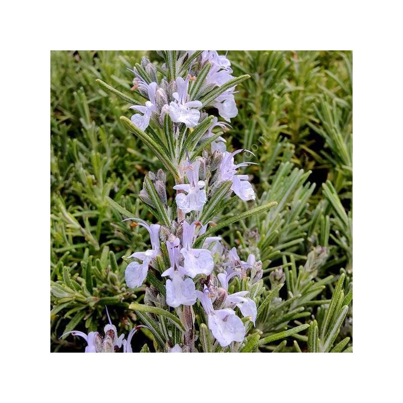 Rosmarinus officinalis 'Blue Winter' - Romarin boule bleu