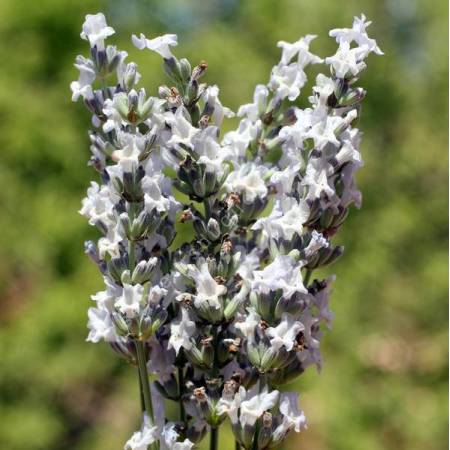 Lavandula x intermedia 'Alba' - Lavandin blanc