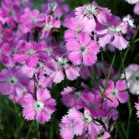 Dianthus nitidus - Œillet des Carpathes