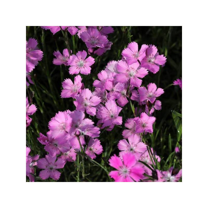 Dianthus nitidus - Œillet des Carpathes