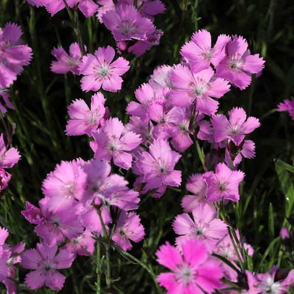 Dianthus nitidus - Œillet des Carpathes