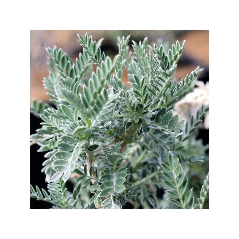 Anthyllis barba-jovis au feuillage gris argenté