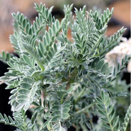 Anthyllis barba-jovis au feuillage gris argenté