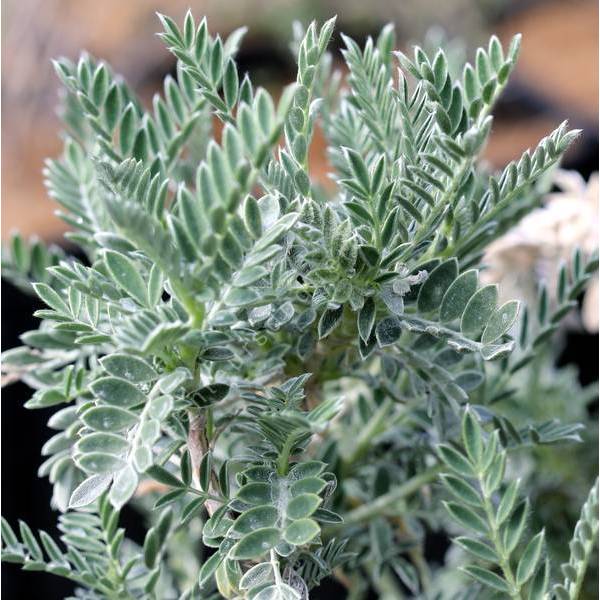 Anthyllis barba-jovis au feuillage gris argenté