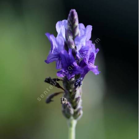 Lavandula pinnata - Lavande pennée