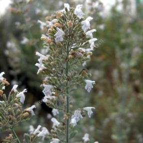 Micromeria fruticosa - Thé d'Israël
