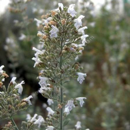 Micromeria fruticosa - Thé d'Israël