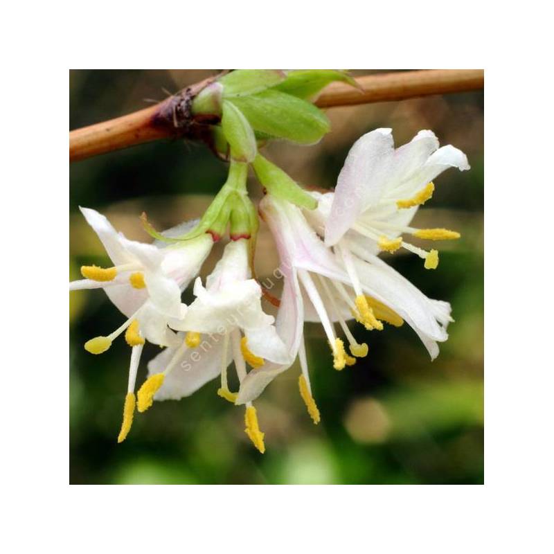 Lonicera x purpusii 'Winter Beauty' - Chèvrefeuille d'hiver