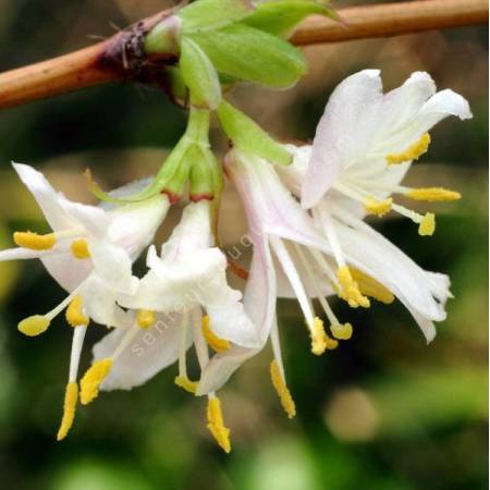 Lonicera x purpusii 'Winter Beauty' - Chèvrefeuille d'hiver