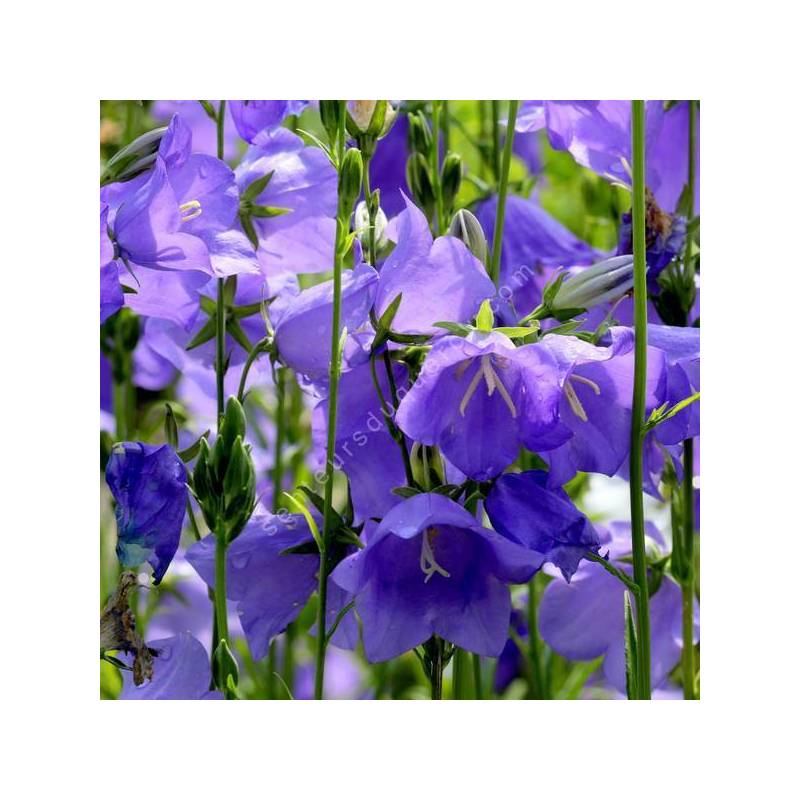 Campanula persicifolia - Campanule à feuilles de pêcher