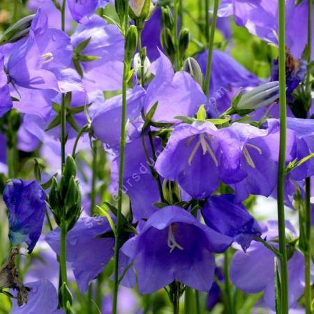 Campanula persicifolia - Campanule à feuilles de pêcher