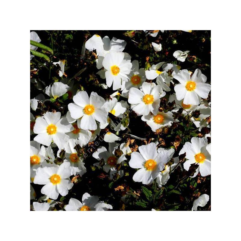 Cistus x florentinus 'Tramontane' - Ciste couvre-sol