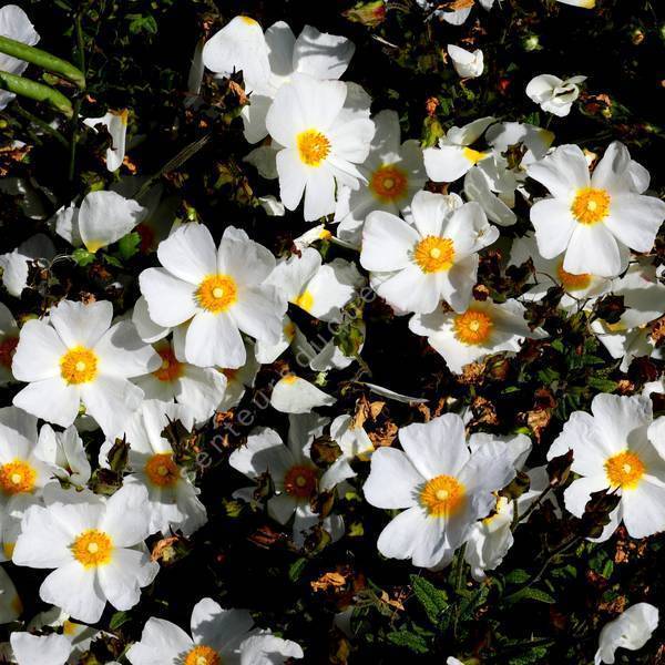 Cistus x florentinus 'Tramontane' - Ciste couvre-sol