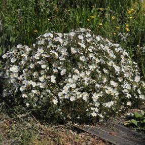 Cistus x florentinus 'Tramontane' - Ciste couvre-sol