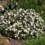 Cistus x florentinus 'Tramontane' - Ciste couvre-sol