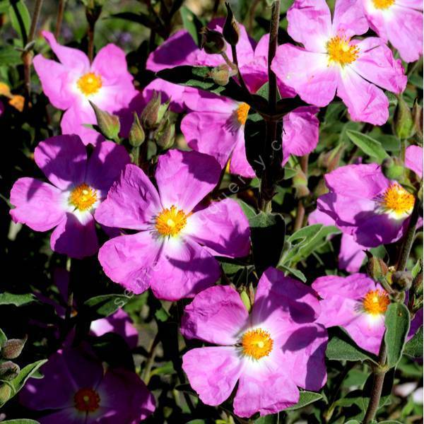 Cistus x argenteus 'Peggy Sammons'