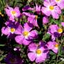 Cistus x argenteus 'Peggy Sammons'