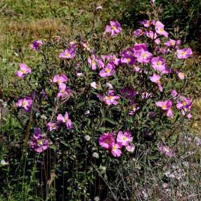 Cistus x argenteus 'Peggy Sammons'