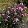 Cistus x argenteus 'Peggy Sammons'