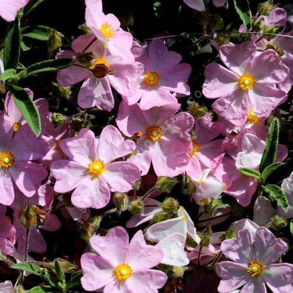 Cistus x skanbergii - Ciste