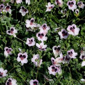 Erodium x kolbianum 'Natasha'