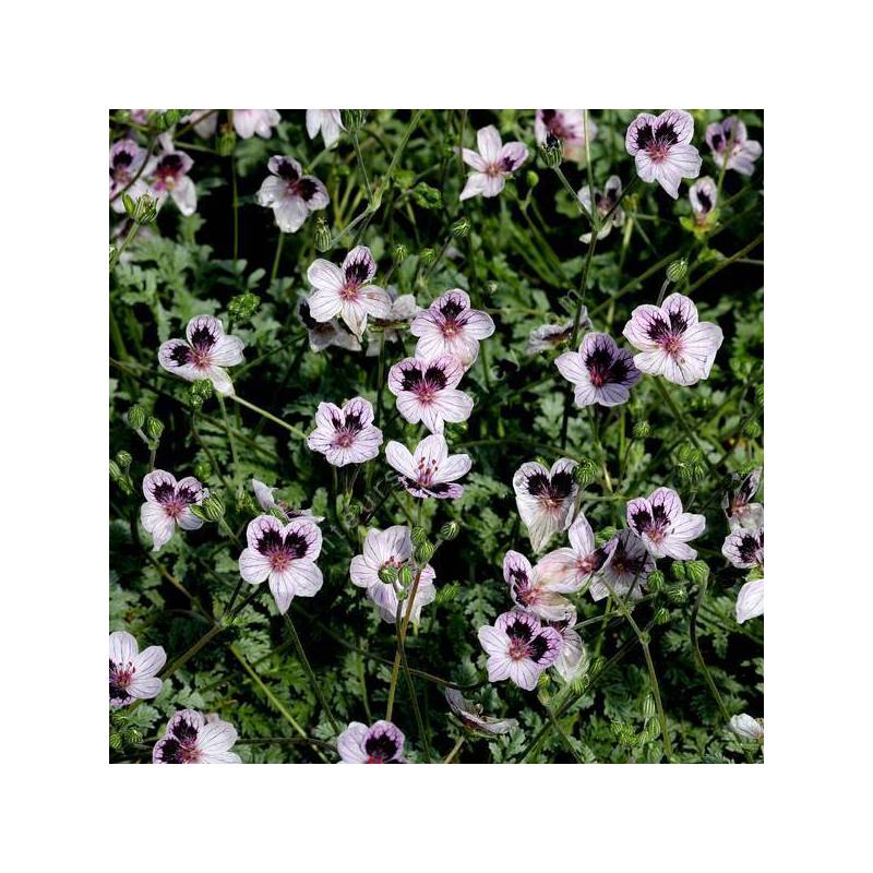 Erodium x kolbianum 'Natasha'