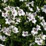 Erodium 'Stephanie' - Bec de grue