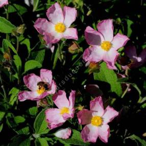 Cistus x lenis 'Grayswood Pink' - Ciste couvre-sol