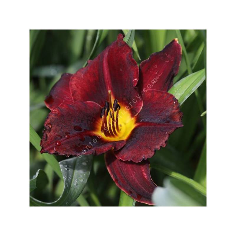 Hemerocallis 'Dominic' - Hémérocalle bordeaux noire