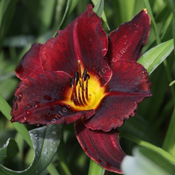 Hemerocallis 'Dominic' - Hémérocalle bordeaux noire