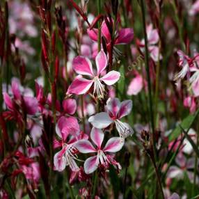 Gaura lindheimeri 'Siskiyou Pink' - Gaura rose