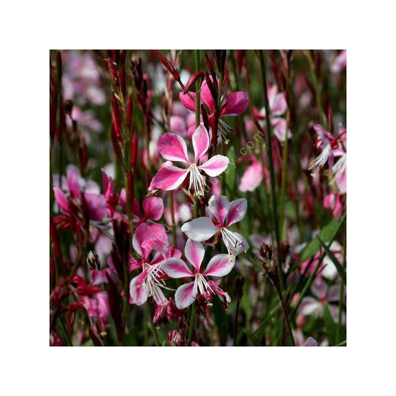 Gaura lindheimeri 'Siskiyou Pink' - Gaura rose