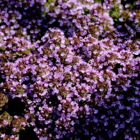 Thymus 'Rose' - Thym au parfum de rose