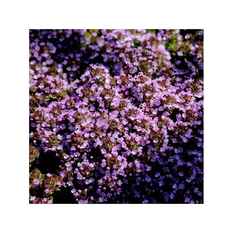 Thymus 'Rose' - Thym au parfum de rose