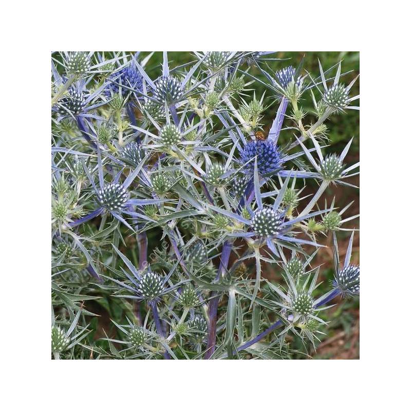 Eryngium amethystinum - Panicaut améthyste