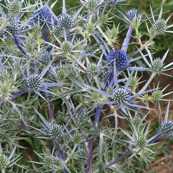 Eryngium amethystinum - Panicaut améthyste