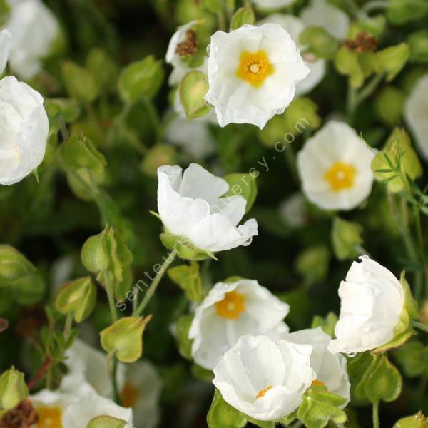 Cistus salviifolius 'Sormiou' - Ciste rampant à feuille de sauge